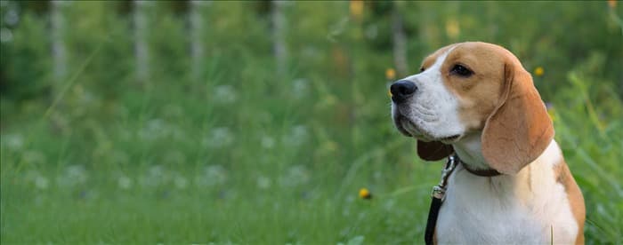 Могут ли собаки чувствовать запах эвкалипта?