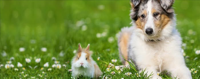 Могут ли собаки учуять кролика?