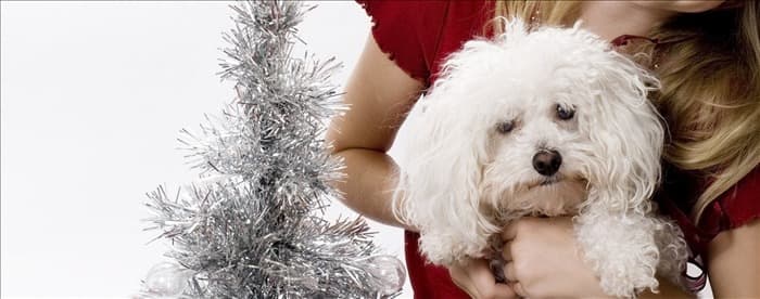 Могут ли собаки учуять запах через алюминиевую фольгу?