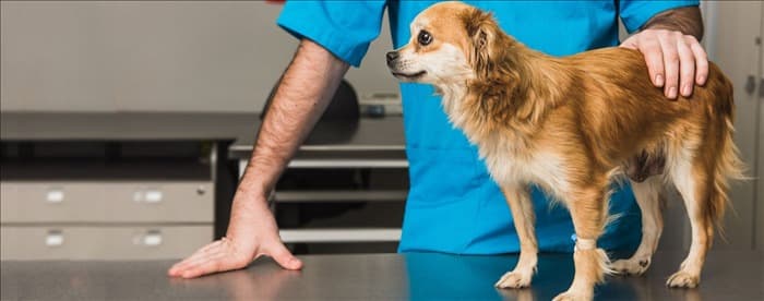 Могут ли собаки страдать от гипертиреоза?