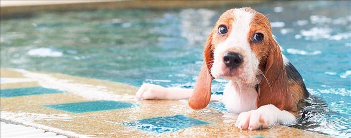 Могут ли собаки плавать?