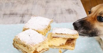 Могут ли собаки чувствовать вкус тестообразной пищи