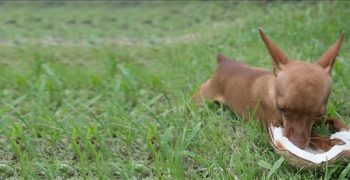 Могут ли собаки попробовать кокосовую воду