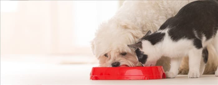 Могут ли собаки чувствовать вкус кошачьего корма?