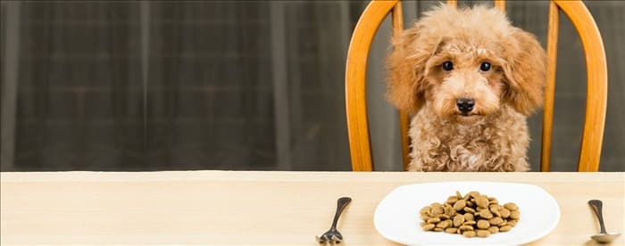 Могут ли собаки чувствовать вкус острой пищи?