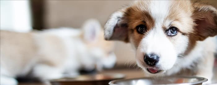Могут ли собаки чувствовать вкус испорченной пищи?