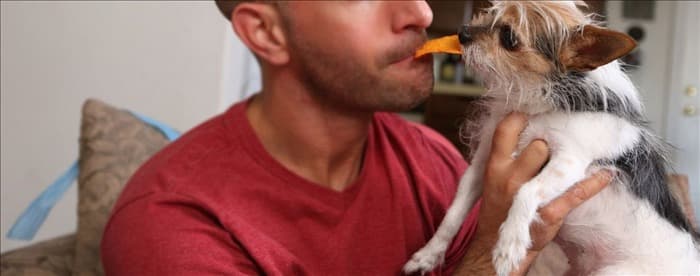 Могут ли собаки попробовать Doritos?