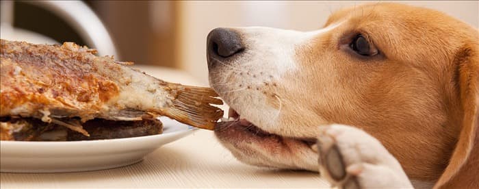 Чувствуют ли собаки вкус жареной пищи?