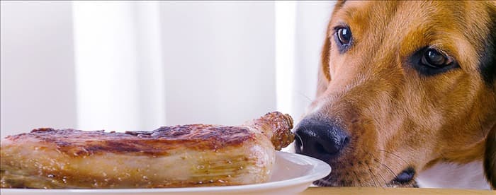 Могут ли собаки чувствовать вкус хрустящей пищи?