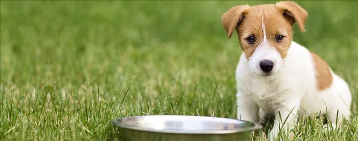 Могут ли собаки чувствовать вкус кашицеобразной пищи?