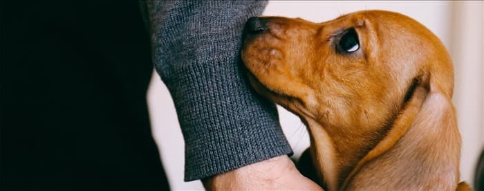 Могут ли собаки понять, когда вы расстроены?