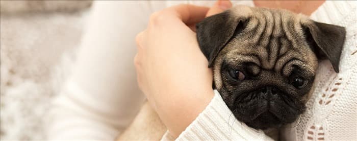 Могут ли собаки определить, что у вас депрессия?