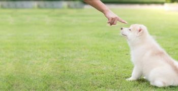 Понимают ли собаки, когда вы указываете на них