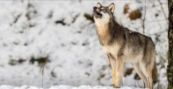 Могут ли собаки понимать волков