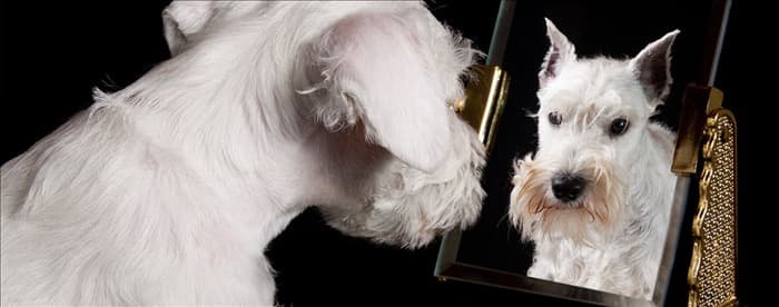 Могут ли собаки понимать зеркало?