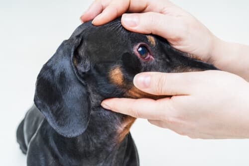 Причины покраснения глаз у собак