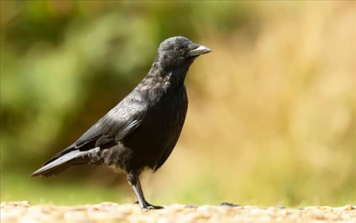 5 способов отвадить ворон от птичьих гнезд