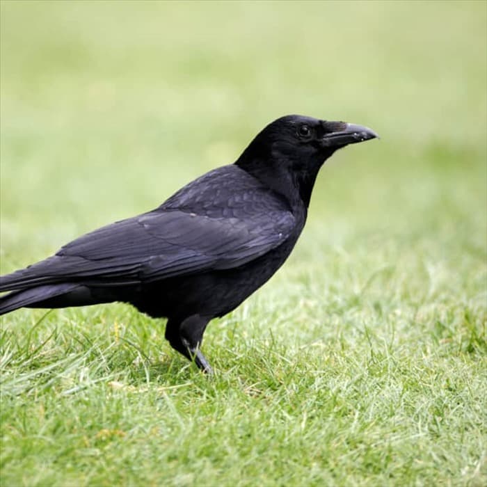 5 способов отвадить ворон от птичьих гнезд