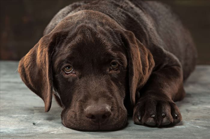 7 видов болевого поведения у собак