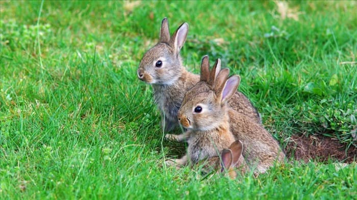 Как отучить кроликов рыть норы в вашем дворе и саду (10...