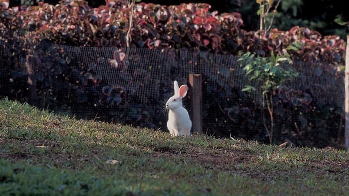 Как отучить кроликов рыть норы в вашем дворе и саду (10...