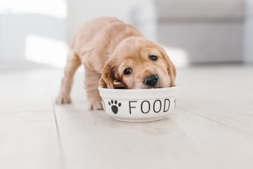 6 советов по кормлению щенка