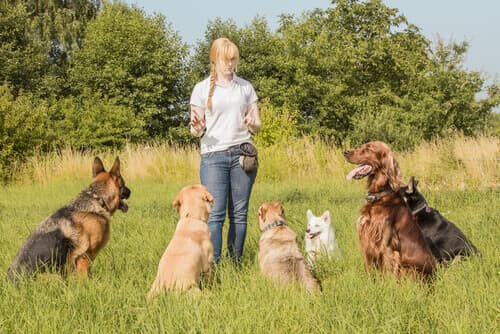 7 советов по выбору лучшего воспитателя для вашей собаки