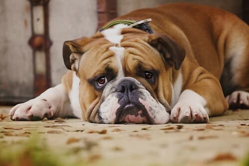 7 вещей, которые собаки ненавидят в вас