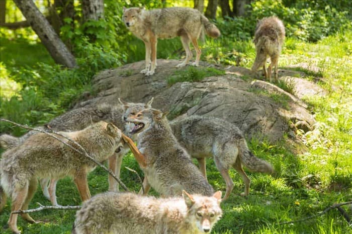5 причин, по которым койоты охотятся стаями, а не поодиночке