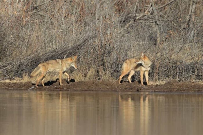 5 причин, по которым койоты охотятся стаями, а не поодиночке