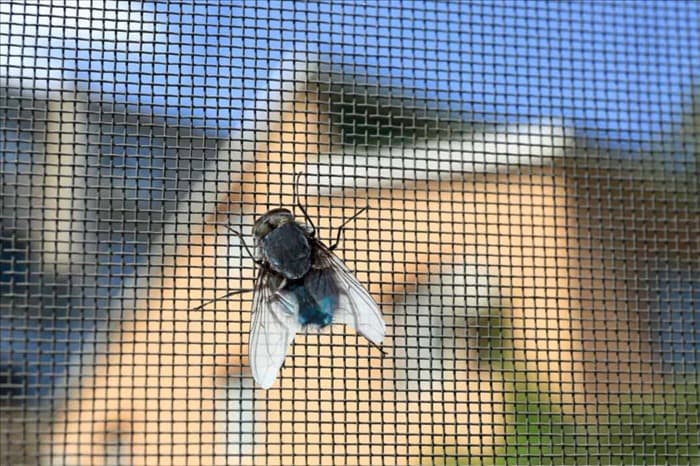 9 действий при обнаружении мухи в доме