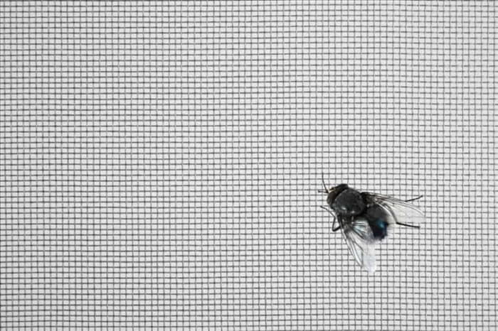 9 действий при обнаружении мухи в доме
