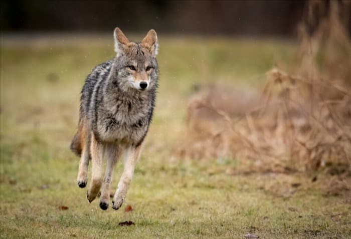 9 причин, по которым не следует держать койотов в качестве домашних животных