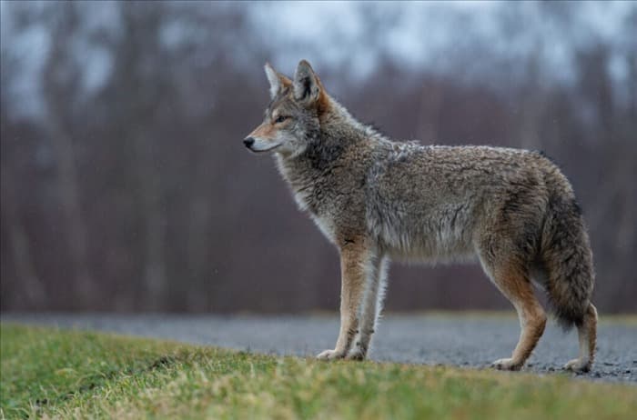 9 причин, по которым не следует держать койотов в качестве домашних животных