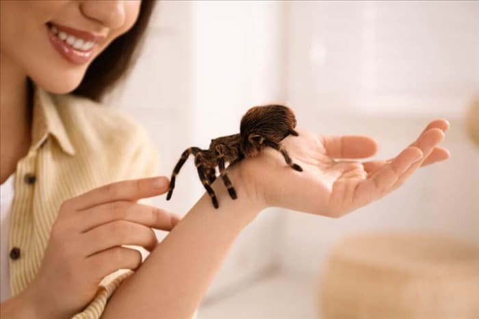 7 причин, по которым пауки не боятся людей (поначалу)