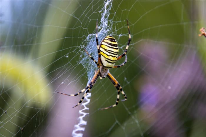 7 причин, по которым пауки не боятся людей (поначалу)