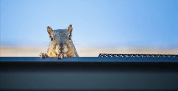 7 действий, которые необходимо предпринять, если вы обнаружили в своем доме белку