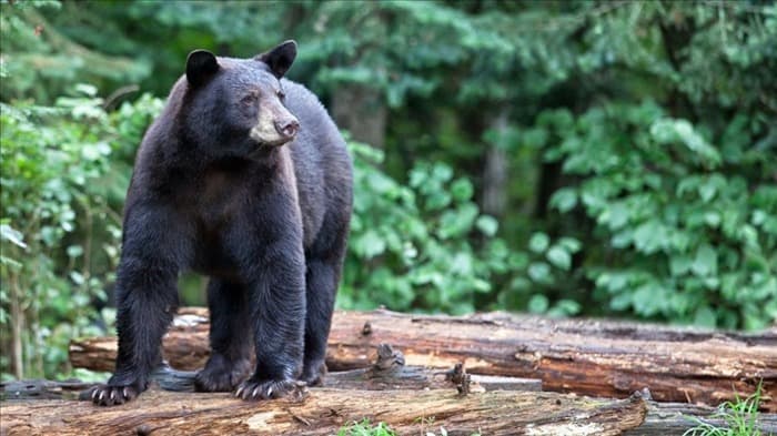 Можно ли стрелять в медведя при самообороне? Важные факты!