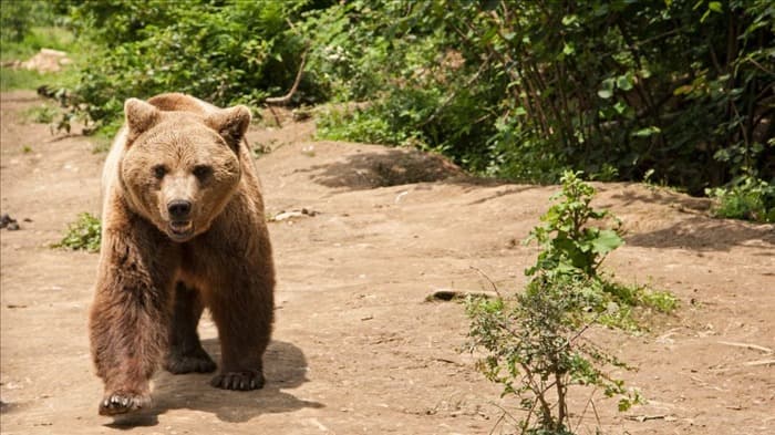 Можно ли стрелять в медведя при самообороне? Важные факты!