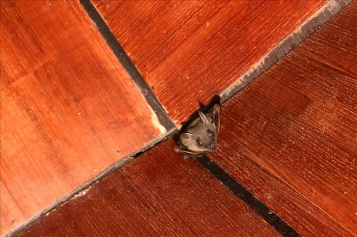 Могут ли летучие мыши повредить ваш дом?