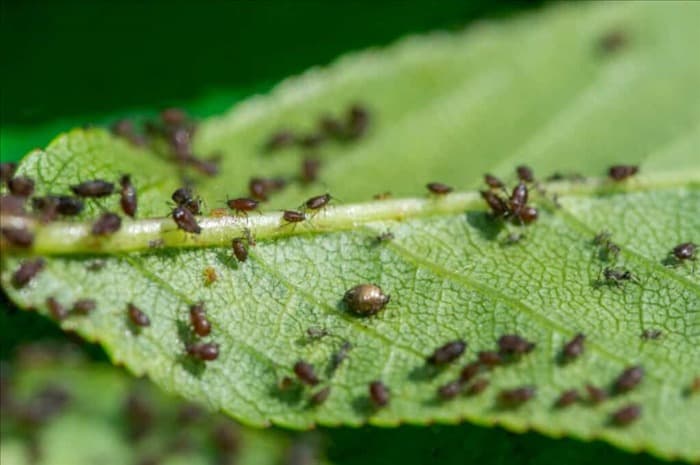7 жуков и насекомых, которые любят есть петунии (как их отпугнуть!)