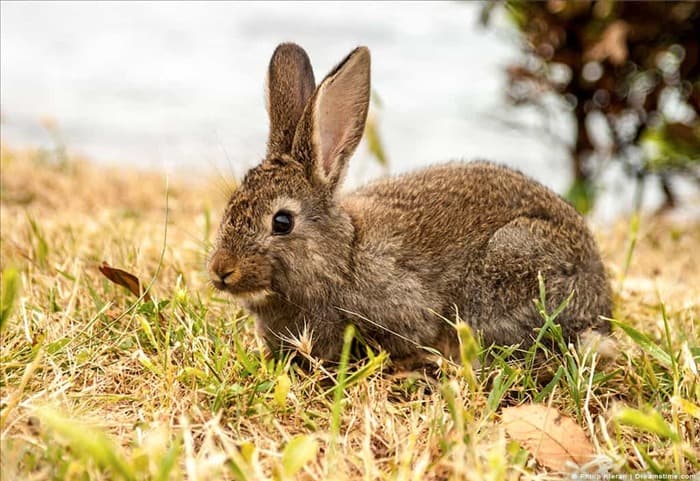 Отпугнут ли ноготки кроликов? 5 простых альтернатив