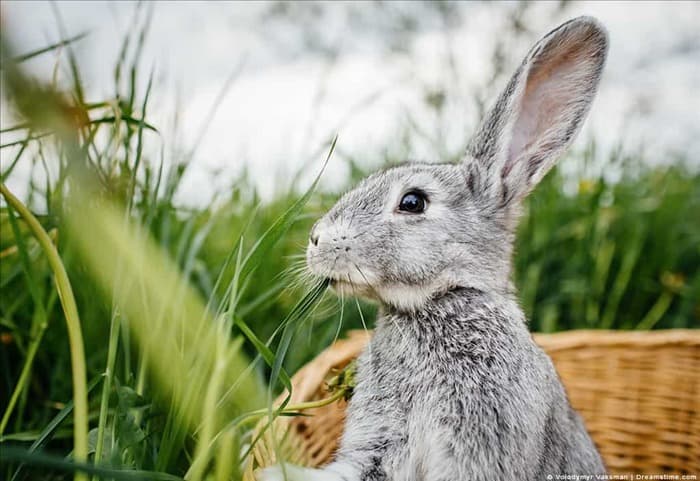 Отпугнут ли ноготки кроликов? 5 простых альтернатив