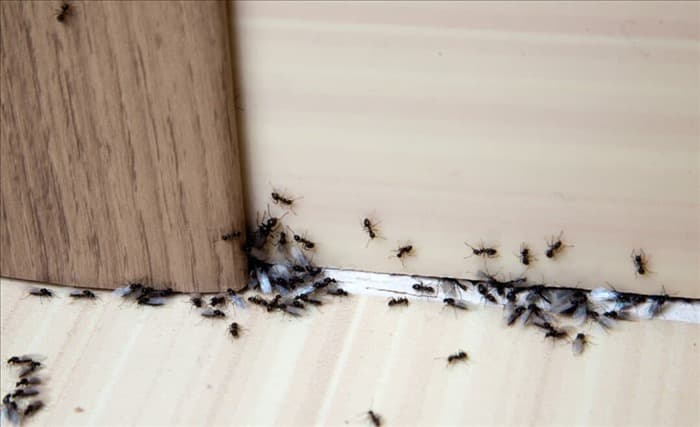 11 способов использования корицы для отпугивания муравьев