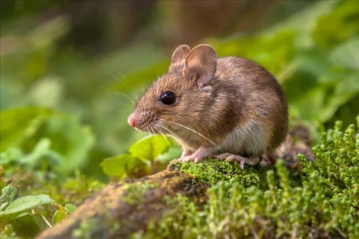 9 растений, которые отпугивают мышей естественным образом (и почему они работают)