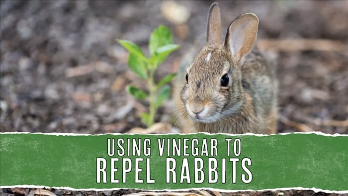 Уксус: как использовать его для отпугивания кроликов