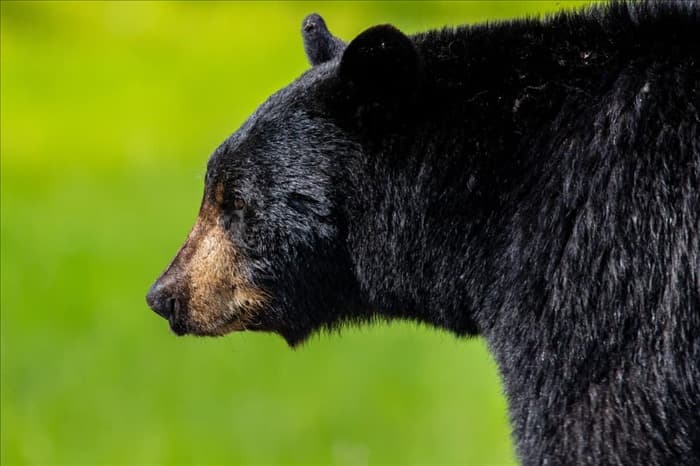 Отпугивают ли эфирные масла медведок? 3 вещи, которые нужно знать