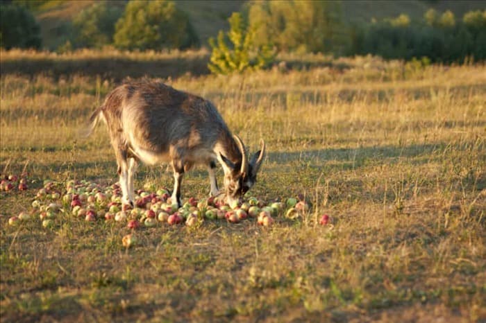 12 животных, которые любят есть яблони (как их отпугнуть)