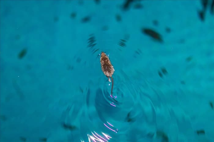 10 простых советов, как не допустить мышей в плавательный бассейн