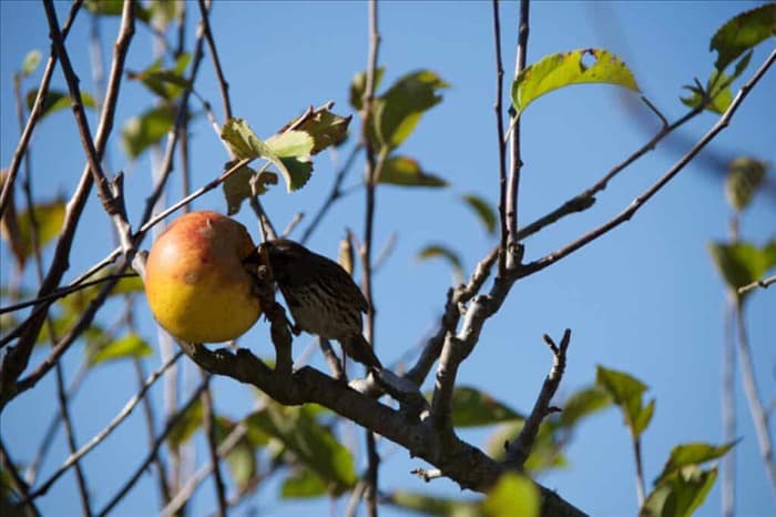 12 животных, которые любят есть яблони (как их отпугнуть)